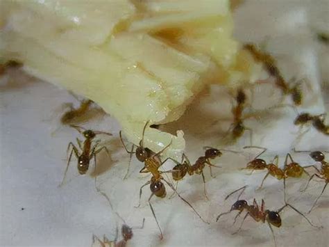 大量螞蟻出現 賢 筆劃